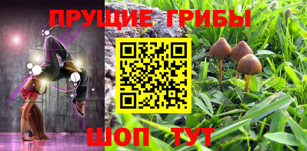 Галлюциногенные грибы Psilocybine cubensis Горячий Ключ